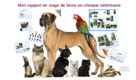 rapport de stage 3eme veterinaire