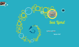 Sea Lion Adaptations by Macey and Marlee on Prezi