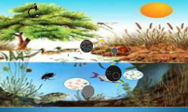 ecosistemas acuÁticos de agua dulce by gerardo quintero buitrago on prezi