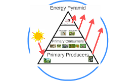 Treweryn Farm Food Web by Katie Hickson on Prezi