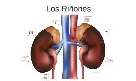 Los Riñones by on Prezi