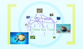 Green Sea Turtle Food Web by sierra davis on Prezi