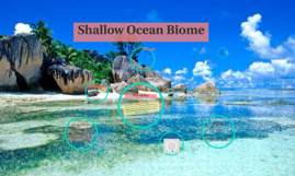 Shallow Ocean Biome by Kia Sargent on Prezi