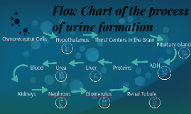 Flow Chart of the process of urine formation by Kylie Teeselink on Prezi