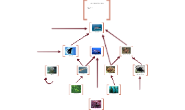 Shark Food Web