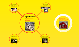 sugar glider lifespan