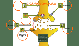 03.05 Nerve Conduction by Filoude Jean-Louis on Prezi