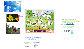 Food Chain with Autotrophs and Heterotrophs by Hannah HeartsDubstep on ... Biology Diagrams