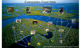 what are some producers consumers and decomposers that live in the florida everglades