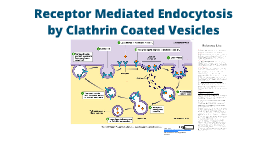 Clathrin mediated endocytosis by matthew lawson on Prezi