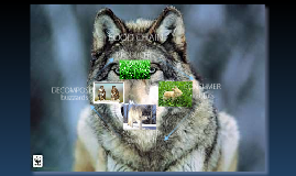 What is the wolf food chain?