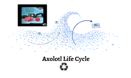 axolotl cycle prezi