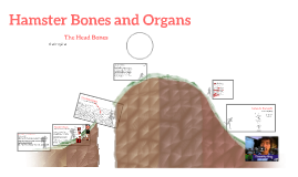 Hamster bones and organs by Malachi Giddens on Prezi