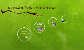 purple tree frog prezi julia lacey