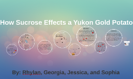 sucrose solution and potato experiment