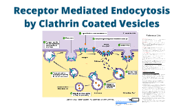 Clathrin mediated endocytosis by matthew lawson on Prezi