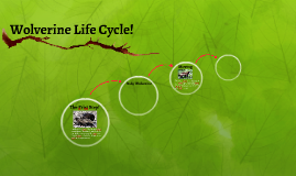 Wolverine Life Cycle! by Five Red on Prezi