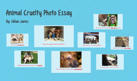 animal cruelty on farms essay animal cruelty on farms essay