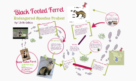 Black Footed Ferret by Livia rox on Prezi
