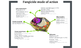 action mode fungicide prezi pl