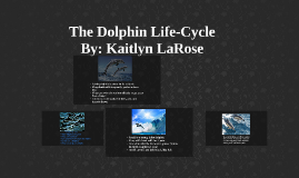 The Dolphin Life - Cycle by George Robertson on Prezi