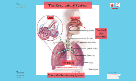 GCSE PE Cardiovascular System by Bryn Lewis on Prezi