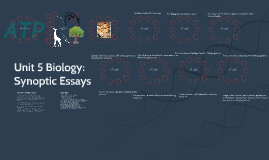 list of biology synoptic essays list of biology synoptic essays