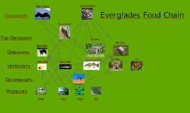 everglades ecology prezi