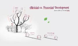 precocial altricial vs prezi