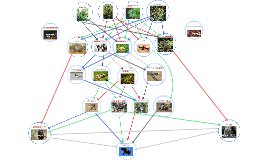 Tasmanian Devil Food Chain