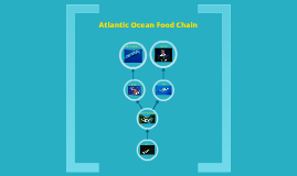 Atlantic Ocean Food Web by Mamadou Diallo on Prezi