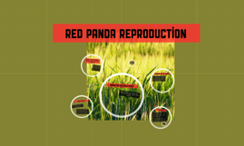 Red Panda Reproduction by on Prezi