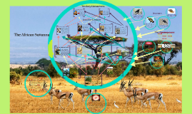 Food Chain of The African Savannah by Arvin Arvin on Prezi