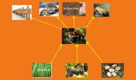 Red Panda Food Web Diagram