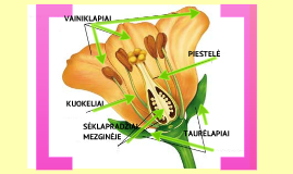 Žiedinio augalo žiedo sandara by neringa str on Prezi