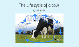 The Life Cycle of a Cow. by Melanie Hybinett on Prezi