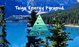 Taiga Food Pyramid