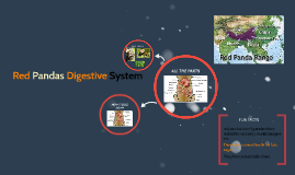 Red Panda's Digestive System by Chris Noakes on Prezi