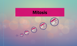 Mitosis Flow Chart by Karoline Betteridge on Prezi