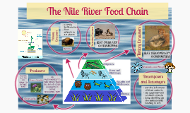 The Nile River Food Chain by Bani A on Prezi