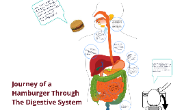 Journey of Hamburger by ele na on Prezi