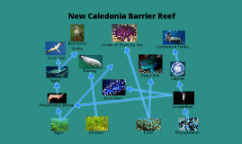 Coral Reef Food Web Examples