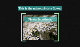 What is the Missouri state flower?