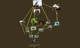 Galapagos Island Food Web by Wesley Harwood on Prezi