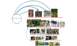 Temperate Rainforest Biome Food Web by Rishi Nair on Prezi