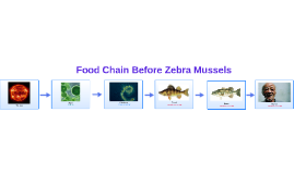 Food Web With Zebra Mussels by Lucas Barr on Prezi