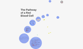 bio red blood cell journey The journey of ruby the red blood cell photo by murtada al mousawy 2 i develop in red bone marrow from hematopoietic stem cells and have proteins called hemoglobin . bio red blood cell journey The journey of ruby the red blood cell photo by murtada al mousawy 2 i develop in red bone marrow from hematopoietic stem cells and have proteins called hemoglobin .