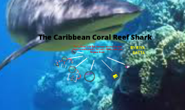 Apex Predators-The Carrabien Coral Reef Shark