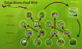 Taiga Food Web by Emily DeStefano on Prezi