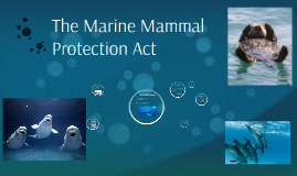 The Marine Mammal Protection Act